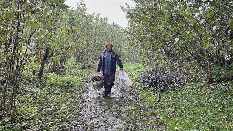 Ordu’da fındık hasat tarihleri açıklandı