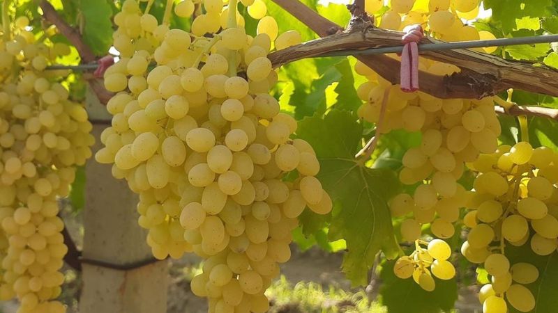 Manisa'da altın sarısı Sultaniye üzümün yolculuğu başladı