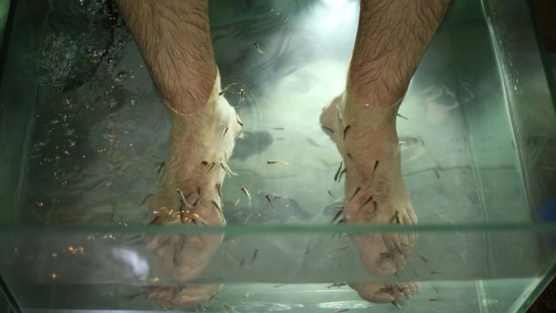 Bu mucizevi balıklar cilt sağlığına iyi geliyor