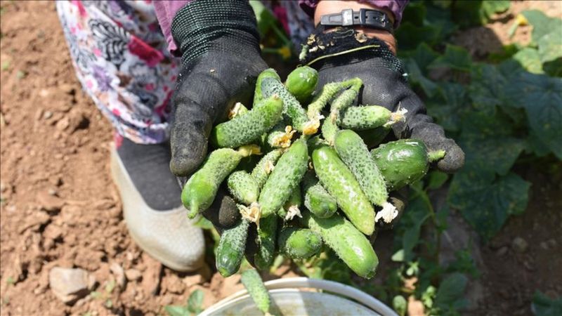 Tescilli hasat başladı: Kütür kütür olan tek turşu...
