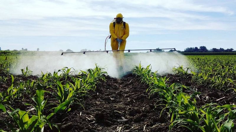 İçiniz rahat olsun: İşte pestisit kalıntısına en az rastlanan besinler