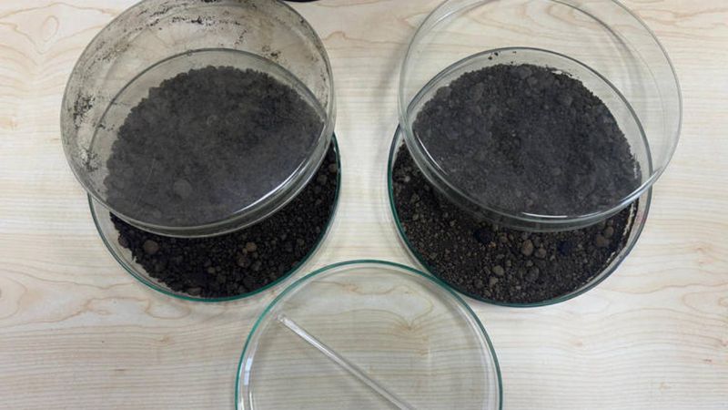 Türk akademisyenlerden 'toprağı temizleyen bakteri' projesi