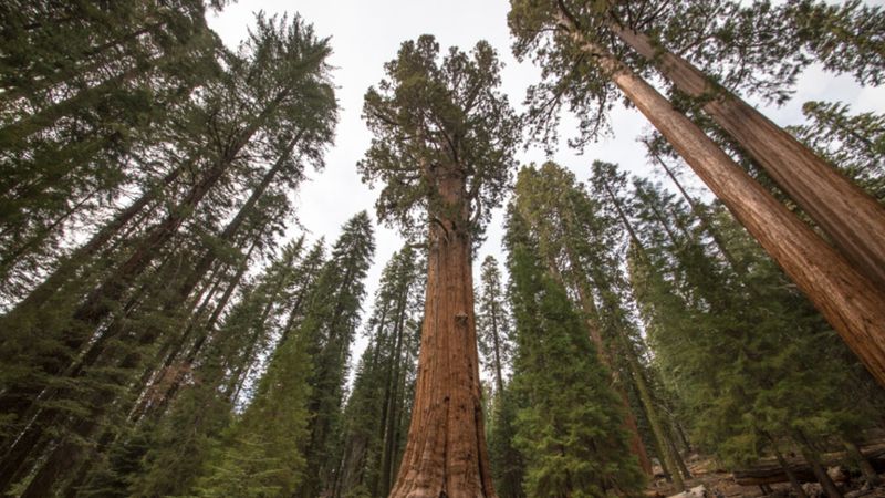 Dünyanın en büyük ağacı kaç yaşında? İşte o dev ağacın yaşı…