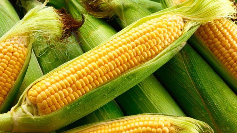 Taze mısır seçme tüyosu paylaşıldı! Süt gibi mısırı seçmek bu kadar kolaymış