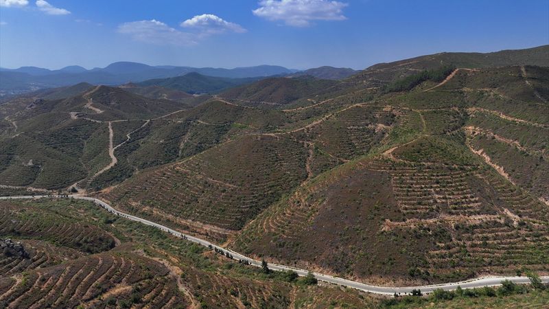 İzmir'deki yangından altı yıl sonra 2 metreye ulaşan fidanlar bölgeyi yeşile çevirdi