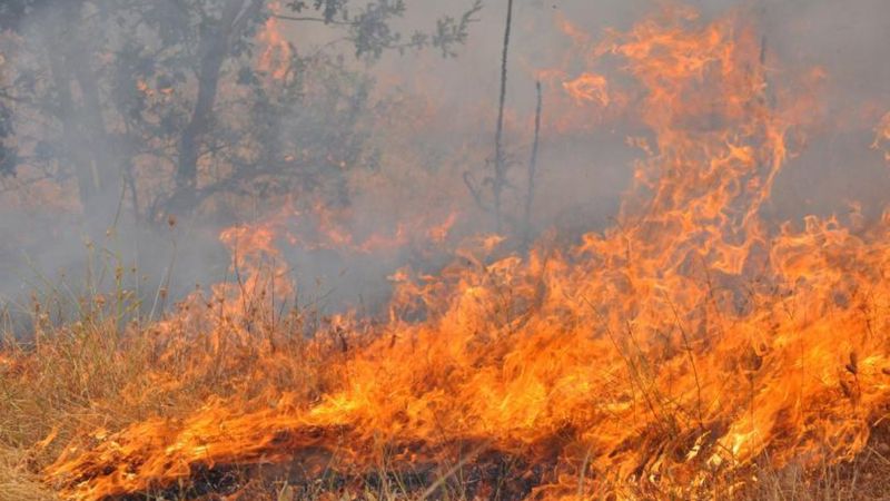 Bulgaristan'da orman yangını paniği