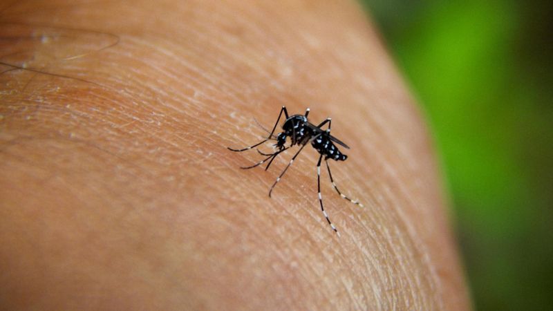 Chikungunya virüsü nedir, nasıl bulaşır? Chikungunya virüsü Türkiye’ye gelir mi?