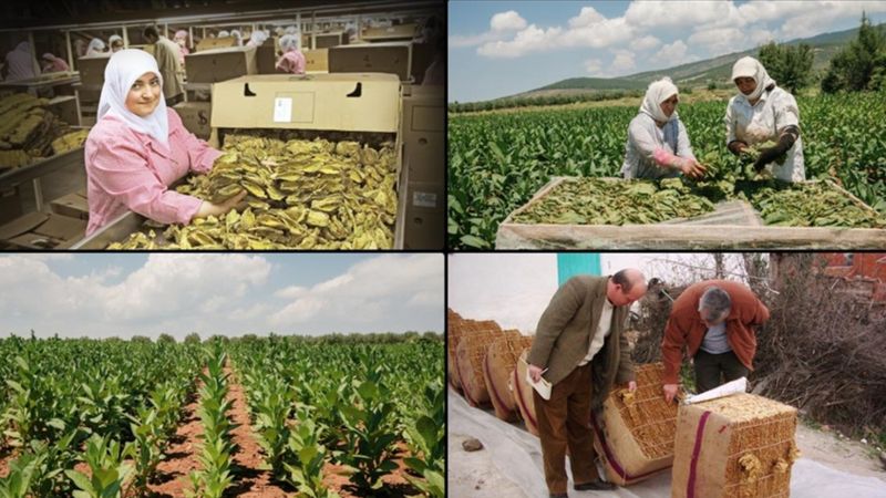 Tütün mamullerinin üretim ve ticaretine ilişkin esaslar düzenlendi