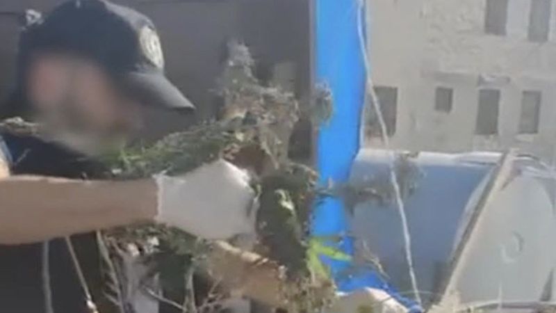 İzmir'de iş yeri çatısında kenevir yetiştiren 3 şüpheliye gözaltı