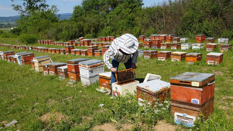 Kastamonu’da kestane balı üretim sezonu bitti: Verim düştü