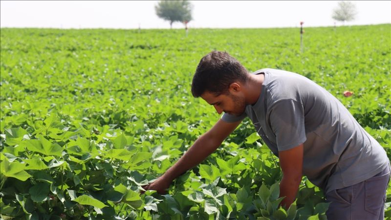 Şanlıurfa'da kavurucu sıcaklar pamuk üreticilerini sevindirdi