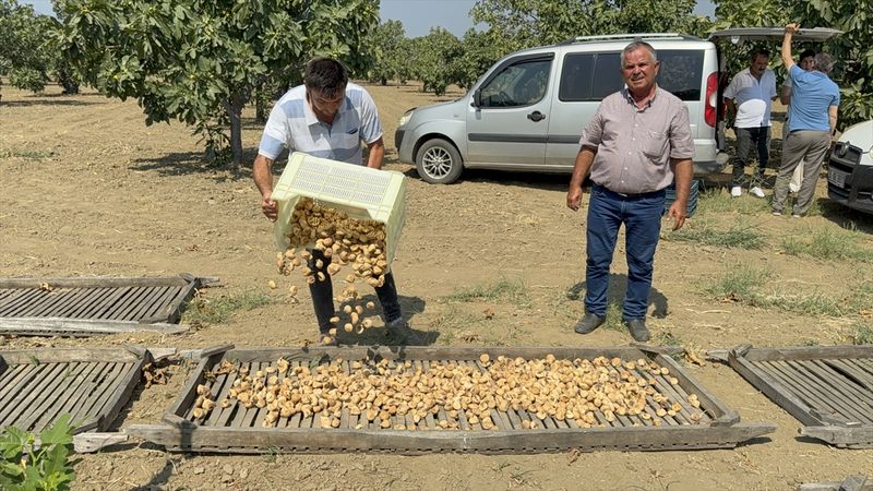 Aydın'da sezonun ilk kuru incirinin kilosu 400 liradan alıcı buldu