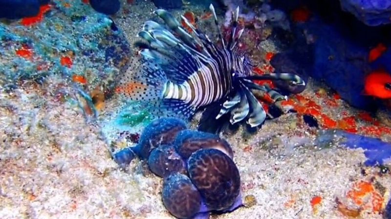 Hem istilacı hem zehirli! O ilin denizlerinde ortaya çıktı