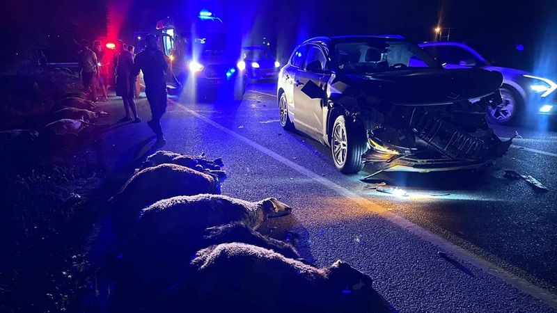 Erzincan'da cipin çarptığı 23 küçükbaş hayvan telef oldu