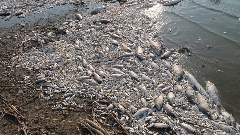 Manyas Gölü'nde ağlara ölü balıklar takıldı: İnceleme başlatıldı