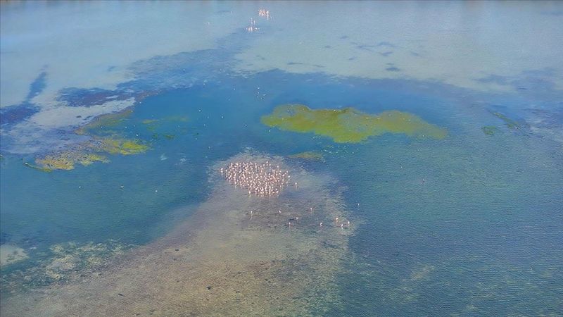 Sıcaklıklar artınca istilacı yosunlar kıtaları aştı