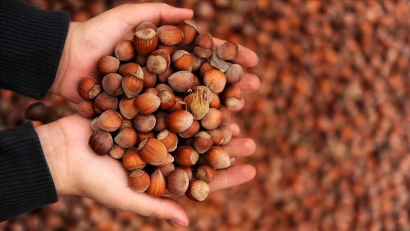 Ticaret borsalarında 11 ayda 637 bin 879 tonluk fındık işlem gördü