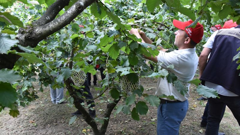 Trabzon’da örnek fındık bahçesinde Dünya Fındık Haftası coşkusu