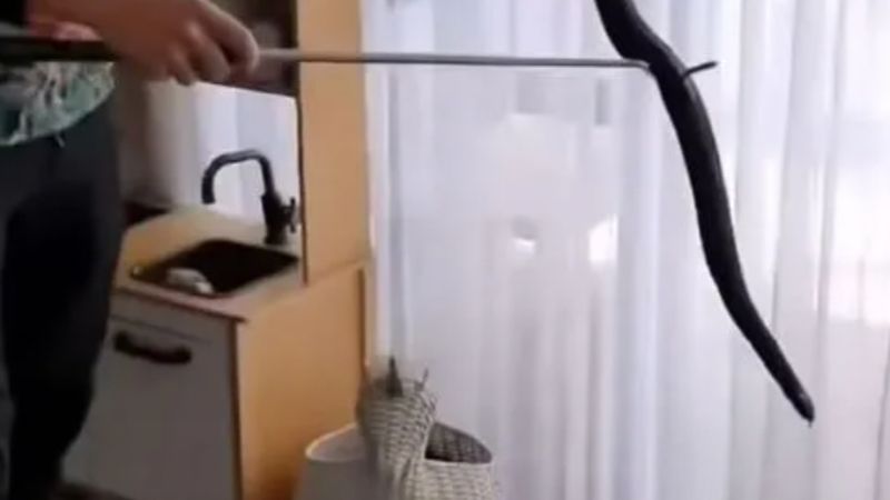 Avustralya'da oyuncak sepetinden yılan çıktı