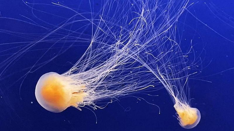 Fransa'da nükleer denizanası alarmı: Dört reaktör kapatıldı