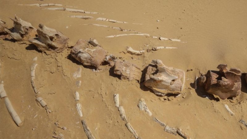 26 milyon yıllık keskin dişli balina türü Avustralya'da bulundu