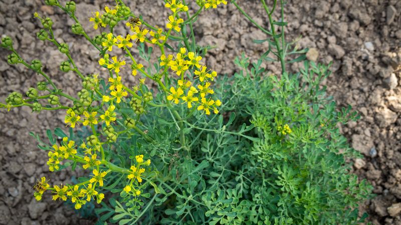Tarih boyunca şifa kaynağı olarak kullanıldı: Sedef otunun faydaları