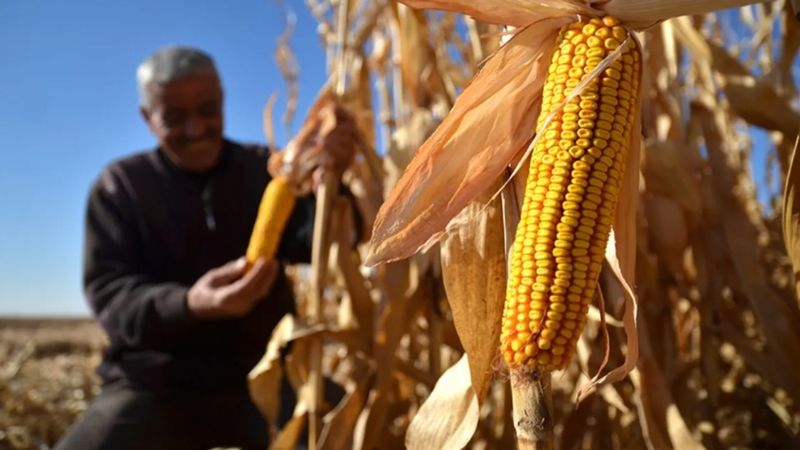 Mısır alım fiyatı belli oldu