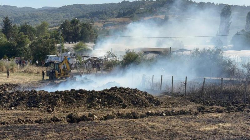 Yalova'da büyükbaş hayvanlar alevlerden son anda kurtarıldı