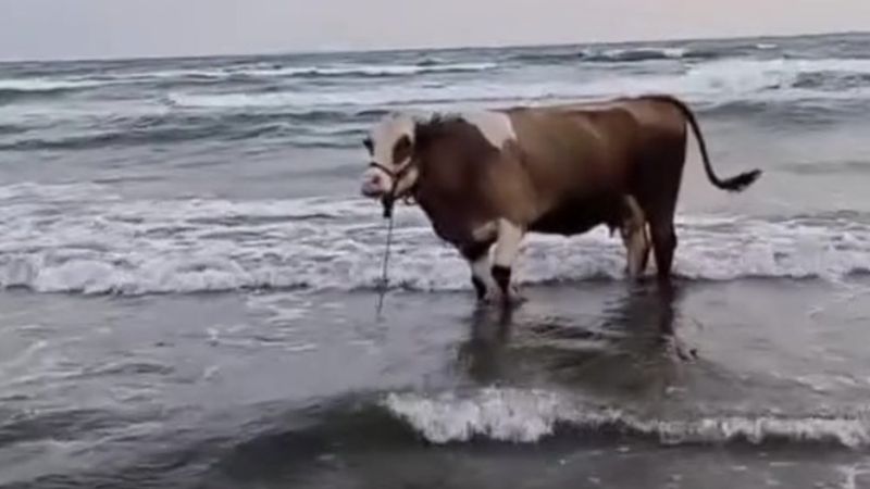 Hatay'da kavurucu sıcaktan bunalan inek soluğu denizde aldı