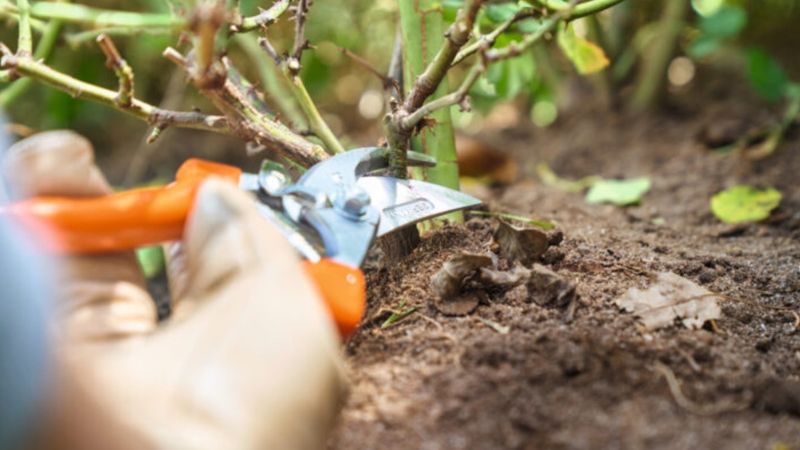 Ağustos ayında budanması gereken bitkiler: Şimdi budayın, seneye verimi katlayın