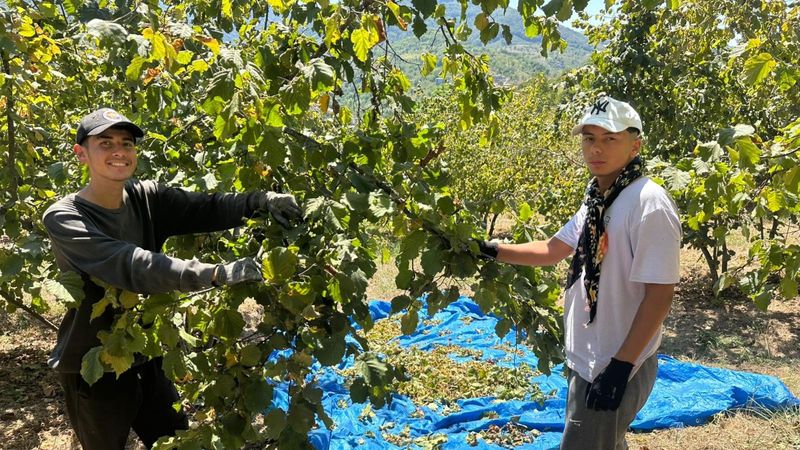 Zonguldak'ta fındık hasadı tırpan ücretleri rekor kırdı