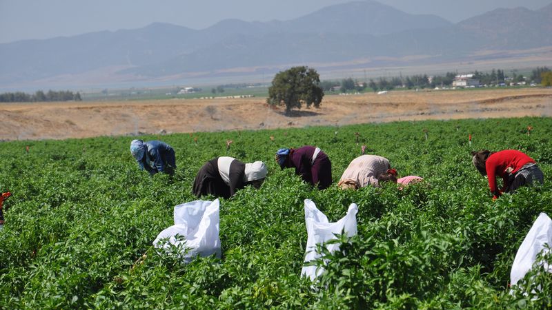 Gaziantep'te kuraklığın gölgesinde biber hasadı başladı