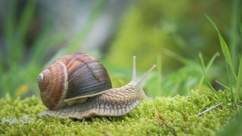 Yeni Zelanda seferber oldu: Solak salyangoza eş aranıyor