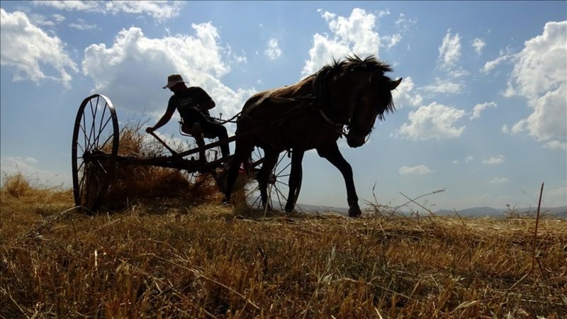 Kars'ta çiftçiler sezonun son buğdaylarını hasat ediyor