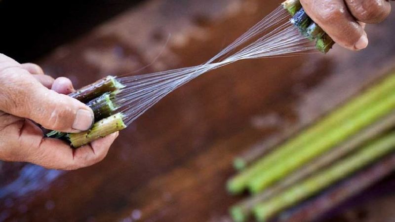 Yalnızca birkaç ülkede yetişiyor! Dünyanın en pahalı kumaşı oluyor, metresi 79 bin TL’den satılıyor