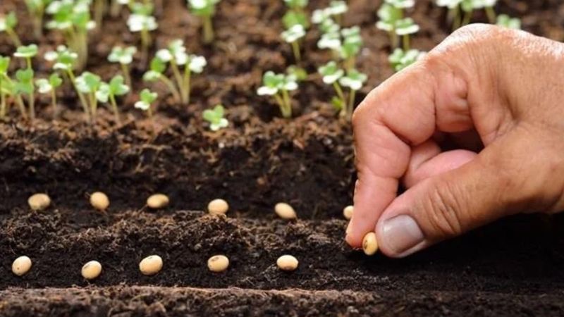 İlkbaharda değil eylülde ekin! Hasat 2 katına çıkıyor