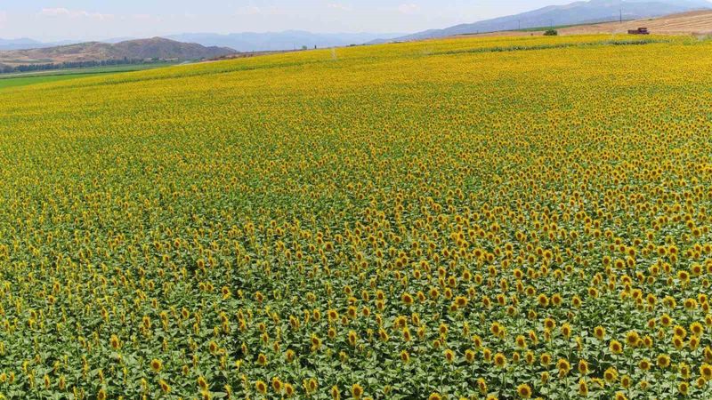 Ayçiçeği alım fiyatı 2025: Yağlık ayçiçeği alım fiyatı ne kadar, kaç TL oldu?