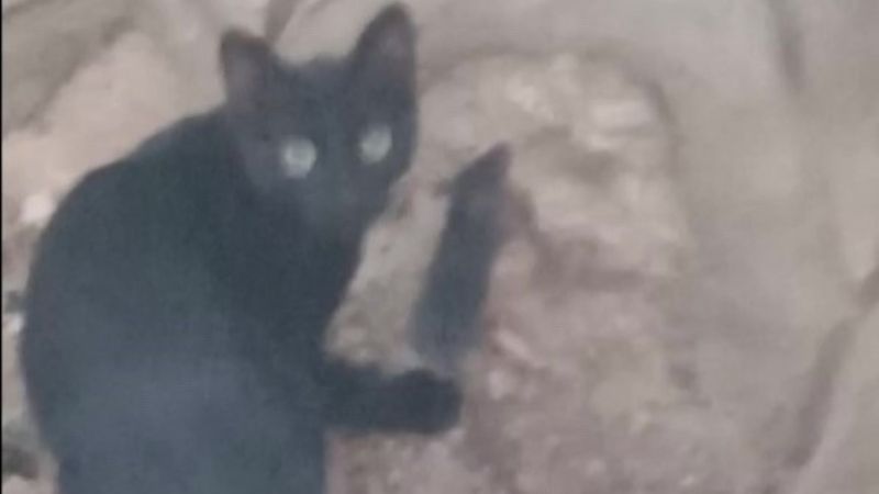 Amasya'da kedi ve farenin dostluğu