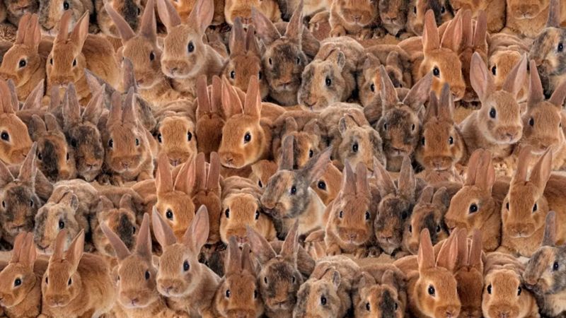 Zeka testi: Tavşanların içindeki kedi nerede? 1000 kişiden 25'i başarılı oldu