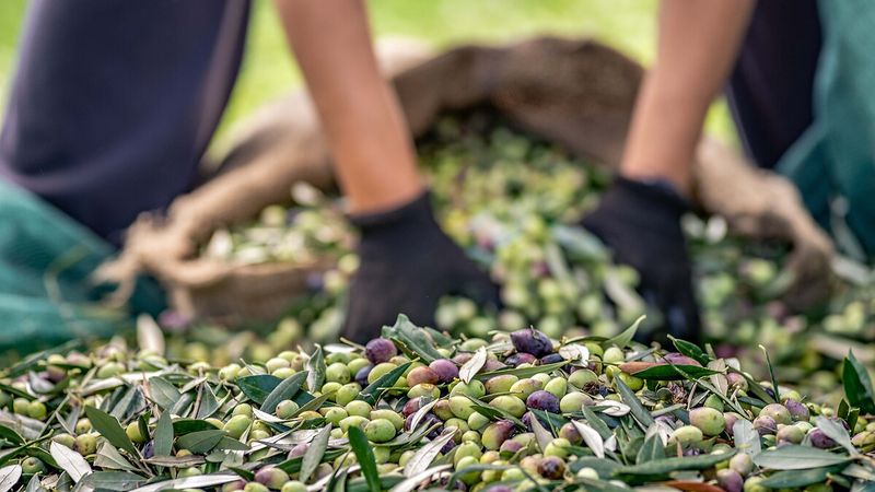 Yiyen vazgeçemiyor: Türkiye'nin zeytin cenneti şehirleri