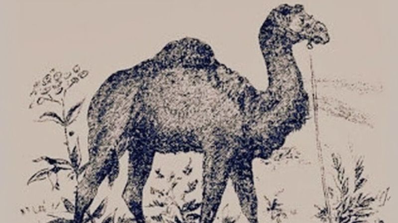 Optik illüzyon: Sherlock gibi düşünün, gizli 2 yüzü görün...