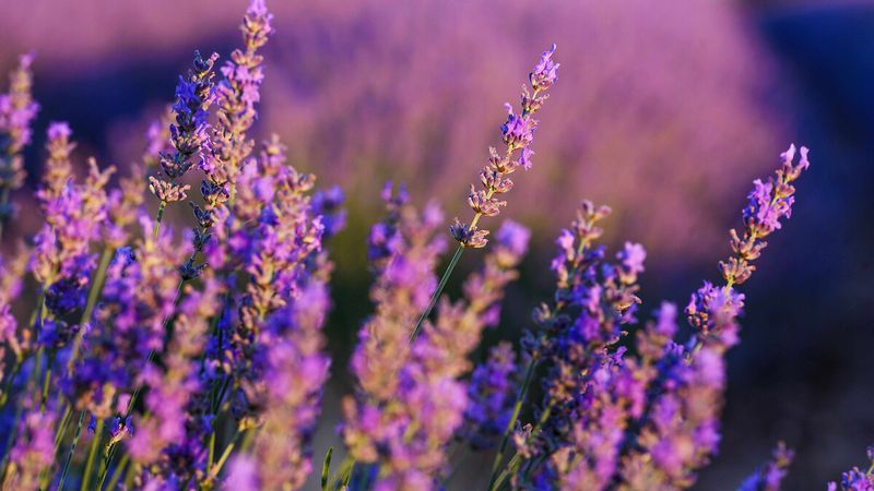 Sadece koklanmıyor: Hem göze hem mideye hitap eden çiçekler