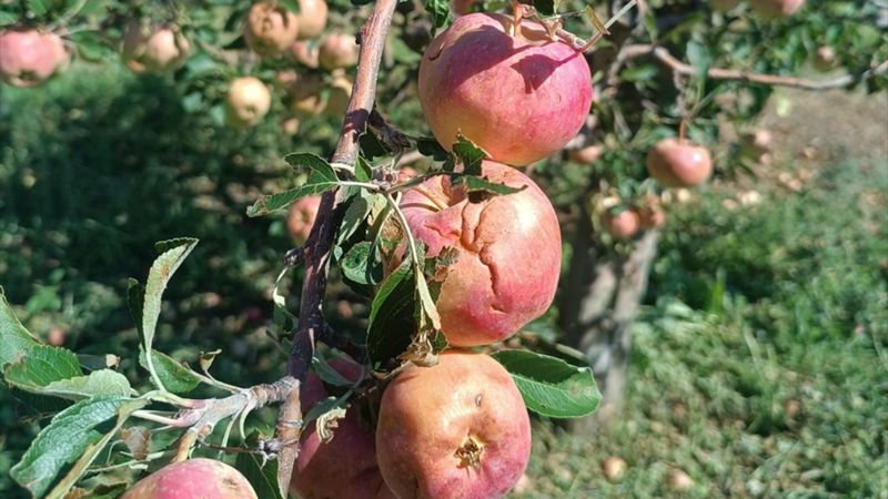 Isparta'da dolu yağışı çiftçiyi 100 milyon lira zarara uğrattı