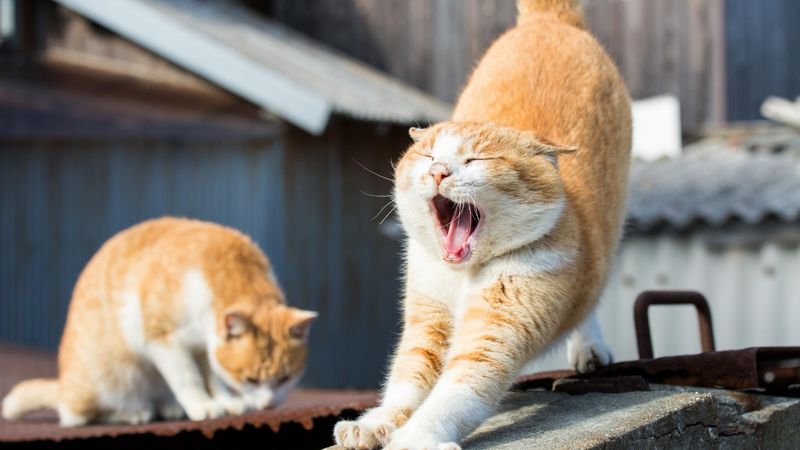 Kedilerin sürekli esnemesinin sebebi bakın neymiş!