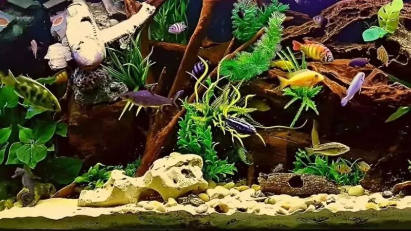 Akvaryum illüzyonu: Denizatı bir yerde yüzüyor, kimsecikler göremiyor...