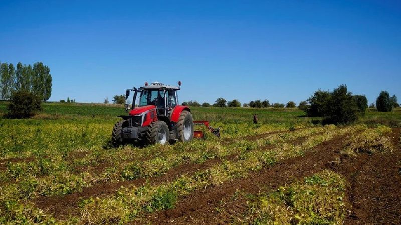 Hasadı başladı: Şifa dağıtıyor, kilosu 250 TL’den satılıyor