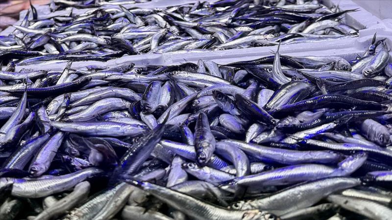 Trabzon'da hamsi bolluğu yaşanıyor