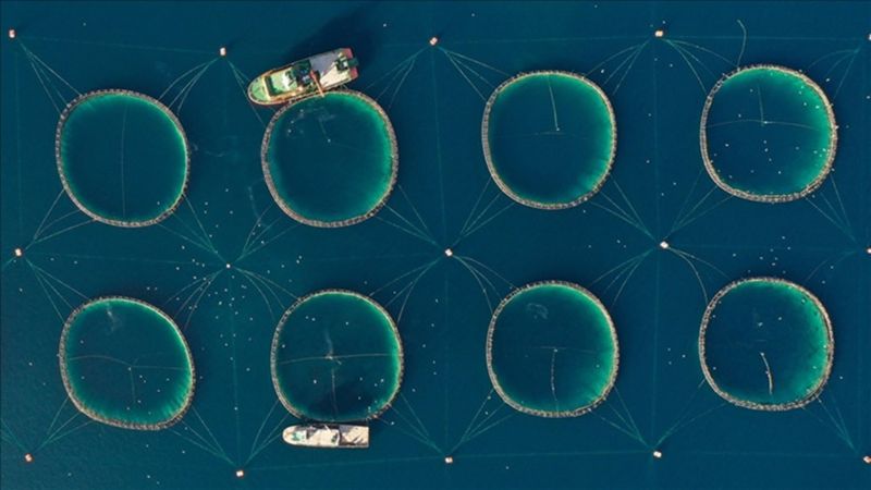 Tarım, ormancılık ve balıkçılık sektörü satışları 9 kat arttı