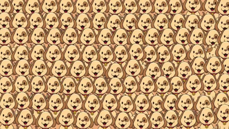 Köpeklerin arasındaki kediyi 6 saniyede görenler üstün zekalı sayılıyor! Süre başladı...