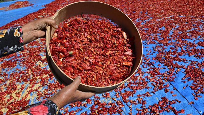 Damarları açıyor, kalp sağlığına iyi geliyor! Kilosu 750 TL’den alıcı buluyor